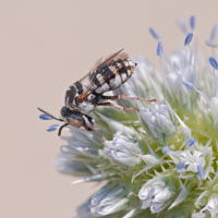 Epeolus spec.